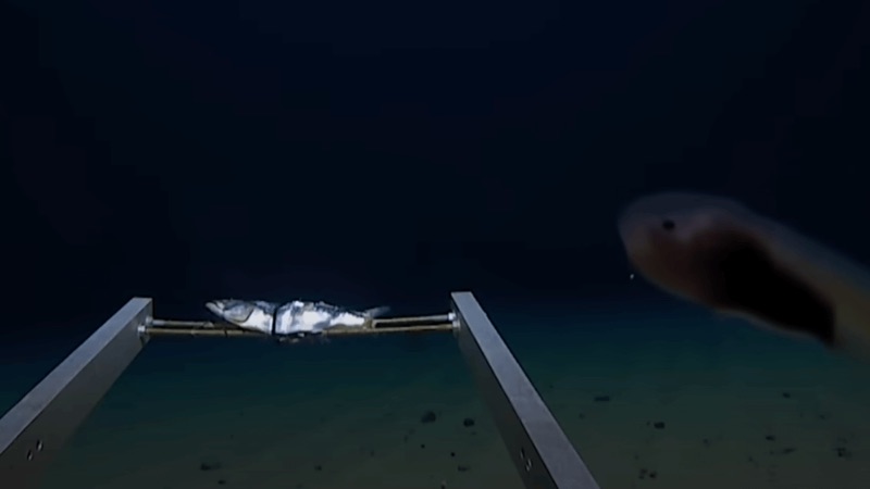 People can't get over what explorer said when reaching bottom of the ocean